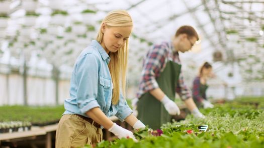 jardinage sous une serre